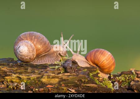 Lumaca romana Foto Stock