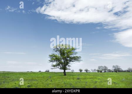 Albero verde solitario nel mezzo di un campo prato su uno sfondo blu cielo con nuvole bianche. Paesaggio primaverile Foto Stock