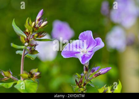 Phlox (Phlox Paniculata), Variety Prospero, viola, Germania, Europa Foto Stock