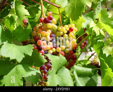 Uva acerbo e foglie di vite close up Foto Stock