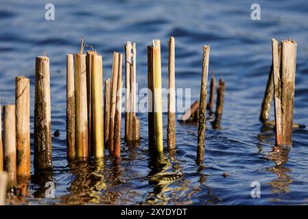 Tagliare le canne nello stagno Foto Stock