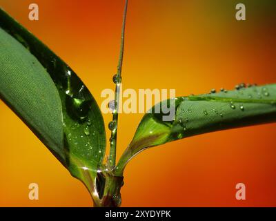 Goccioline d'acqua sul bambù Foto Stock