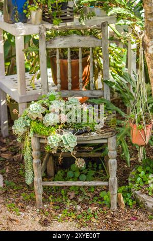 Succulente che spuntano su una vecchia sedia di legno, con la natura che recupera lo spazio, creando una scena rustica e affascinante giardino. Foto Stock