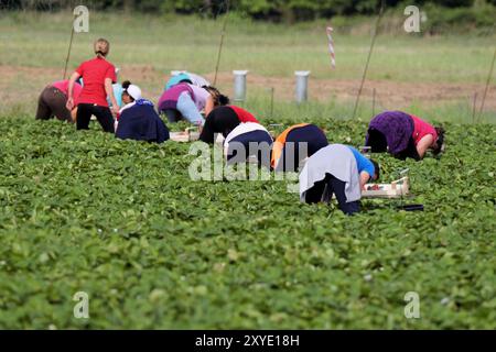 Mietitrice Foto Stock