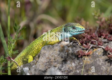 Lucertola verde europea (Lacerta viridis) maschio orientale, tonguato Foto Stock