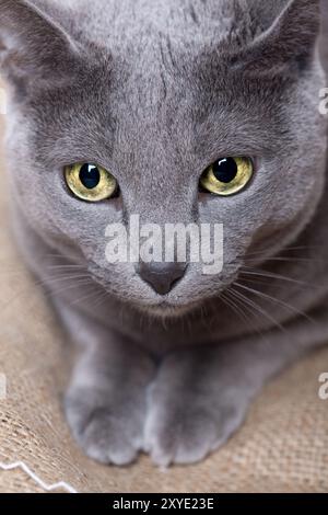 Foto dettagliata del volto di un gatto con una grande Foto Stock