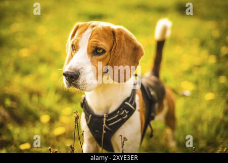 Ritratto di cane in imbracatura su prato. Beagle in piedi nell'erba, a guardare concentrato su qualcosa in lontananza Foto Stock