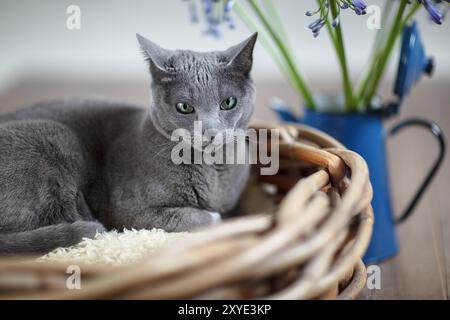 Gatto di razza blu russo rilassato nel cestino di vimini con fiori Foto Stock