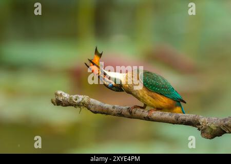 KingFisher su un ramo con un pesce nel becco Foto Stock