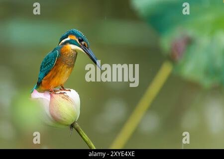 KingFisher seduto su un fiore di loto Foto Stock