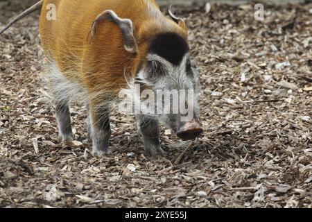 Un orecchio di pennello maschile o un maiale di fiume rosso (Potamochoerus porcus) Un orecchio di pennello maschile o un maiale di fiume Foto Stock