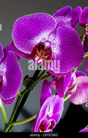 Close up viola fiori di orchidea su sfondo grigio Foto Stock