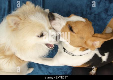 Cani che giocano insieme al chiuso su un divano sfondo a tema cane Foto Stock