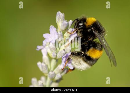 bumblebee della terra scura sulla lavanda Foto Stock