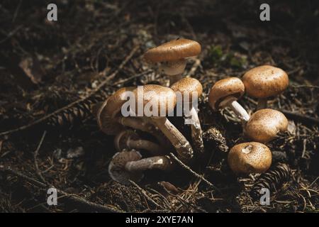 Primo piano funghi commestibili di agarica al miele in una foresta di conifere. Gruppo di funghi nell'ambiente naturale Foto Stock