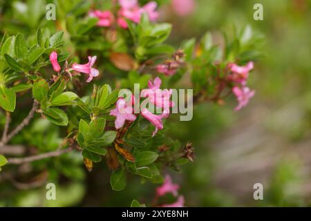 Prato alpino con genziana e cr Foto Stock