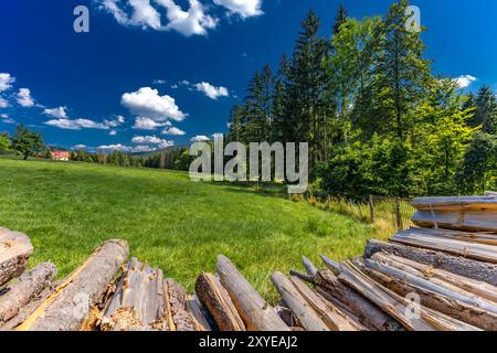 Vecchi alberi tagliati nella foresta in montagna impilati, preparando il carburante per l'inverno, riscaldando la casa con il legno Foto Stock