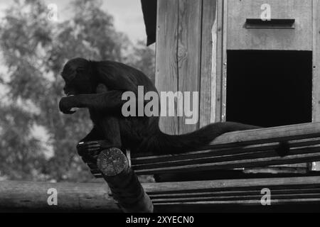 Scimmia nera seduta su una casa sull'albero in uno zoo. Bianco e nero Foto Stock