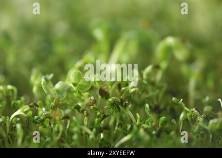 Primo piano di semi di crescione germogliato (Nasturtium officinale), germogli di crescione biologico verde Foto Stock