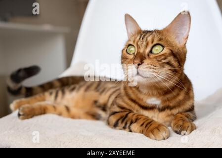 Un gatto del Bengala poggia su una sedia nel soggiorno. Foto Stock