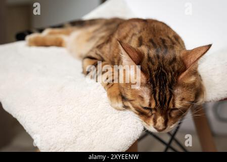 Un gatto del Bengala dorme su una sedia nel soggiorno. Foto Stock