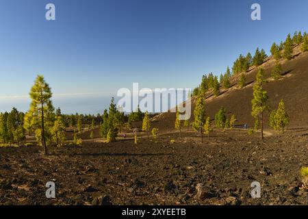 Paesaggio con pini delle Canarie e il vulcano Montana Samara, sullo sfondo l'isola di la Gomera, il Parco Nazionale del Teide, Tenerife, Canarino Foto Stock