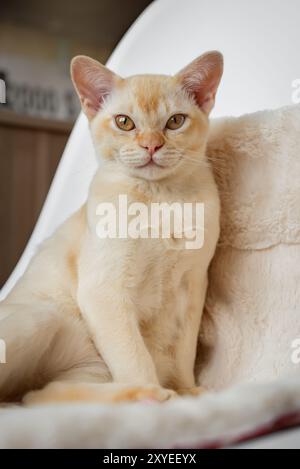 Adorabile gattino rosso birmano che riposa su un morbido cuscino in un letto bianco all'interno di casa. Foto Stock