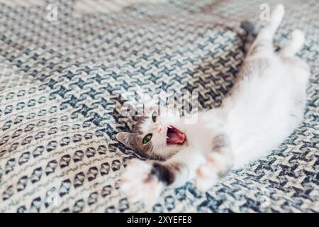 Sbadiglio per gatti bianco e grigio sdraiato sul divano ricoperto di coperta a casa. Stiramento di animali domestici. Gattino sonnolento rilassante, accogliente e confortevole Foto Stock