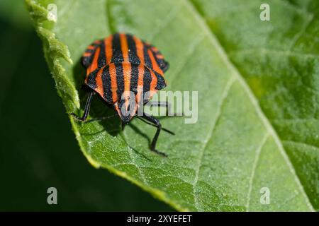 Stripe bug Foto Stock