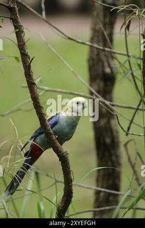 rosella dalla testa pallida (Platycercus adscitus) seduta in un cespuglio nel Queensland, Australia. Rosella dalla testa pallida (Platycercus adscitus) seduta in un cespuglio Foto Stock