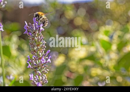 Nettare di raccolta delle api da lanender, Lavandula, Plant, August, Northumberland, REGNO UNITO Foto Stock