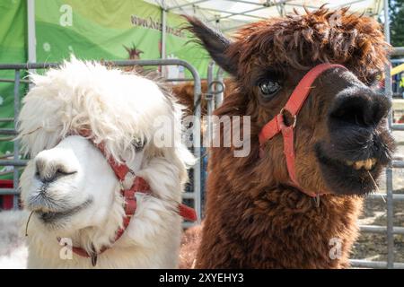 Due Alpaca, uno marrone, uno bianco, fianco a fianco, primo piano, ritratto, espressione divertente, tempo soleggiato. Ballycastle, Regno Unito - 26 agosto 2024. Foto Stock