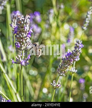 Volo di api tra piante di lananda che raccolgono nettare, Lavandula, Plant, August, Northumberland, REGNO UNITO Foto Stock