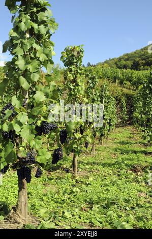 La viticoltura nella valle dell'Ahr Foto Stock