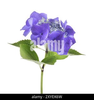Ammasso di fiori viola-blu di arbusto fiorito (Hydrangea Macrophylla) isolato su bianco Foto Stock