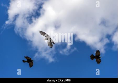 3 choughs alpini in combattimento aereo contro un cielo blu e nuvole bianche Foto Stock