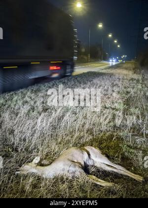 Cervi morti sul ciglio della strada dopo un incidente con la fauna selvatica Foto Stock