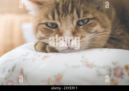 Rosso tabby cat è disteso e godendo a casa Foto Stock