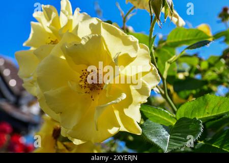 fiori da giardino a fine estate Foto Stock