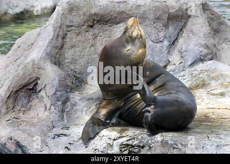 Sigillo seduto su una roccia Foto Stock