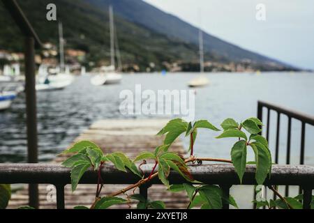 edera verde, paesaggio costiero sullo sfondo sfocato Foto Stock