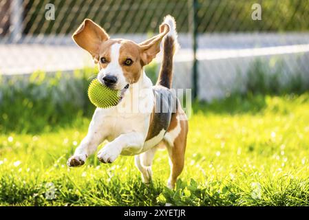 Cane Beagle con lunghe orecchie floppy su un prato verde durante la primavera, estate corre verso la telecamera con sfera. Copia spazio sulla destra Foto Stock