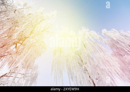 Alberi ricoperti di neve e gelo a gennaio. Inverno in Austria Foto Stock