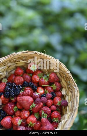 Home grown freshly picked strawberries, blackberries and raspberries in a straw basket with green garden background Stock Photo