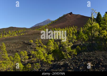 Vulcani Garachico e El Teide, vista dall'area escursionistica di Arenas Negras, Tenerife, Isole Canarie Foto Stock