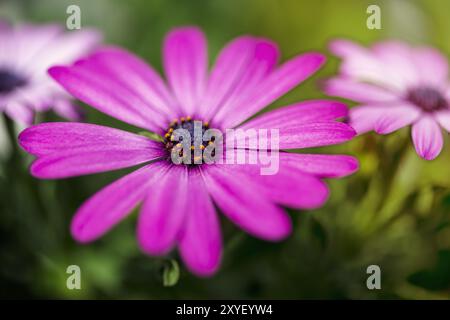 Margherite di colore rosa sul balcone Foto Stock