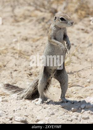 Scoiattolo di terra del Capo (Xerus inauris) nel Parco Nazionale di Etosha, Namibia, scoiattolo di terra dell'Africa australe nel Parco Nazionale di Etosha, Namibia, Africa Foto Stock