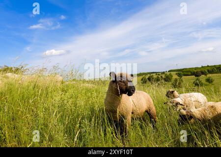 Pecore che pascolano sul Kronsberg, Hannover-Laatzen, bassa Sassonia Foto Stock