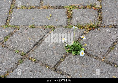 Una margherita lotta per la sopravvivenza su un sentiero Foto Stock