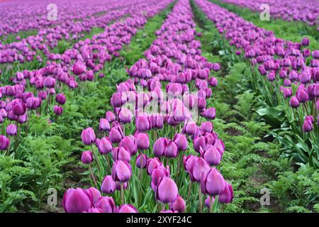 Tulipani in fiore viola in un campo di tulipani in primavera Foto Stock